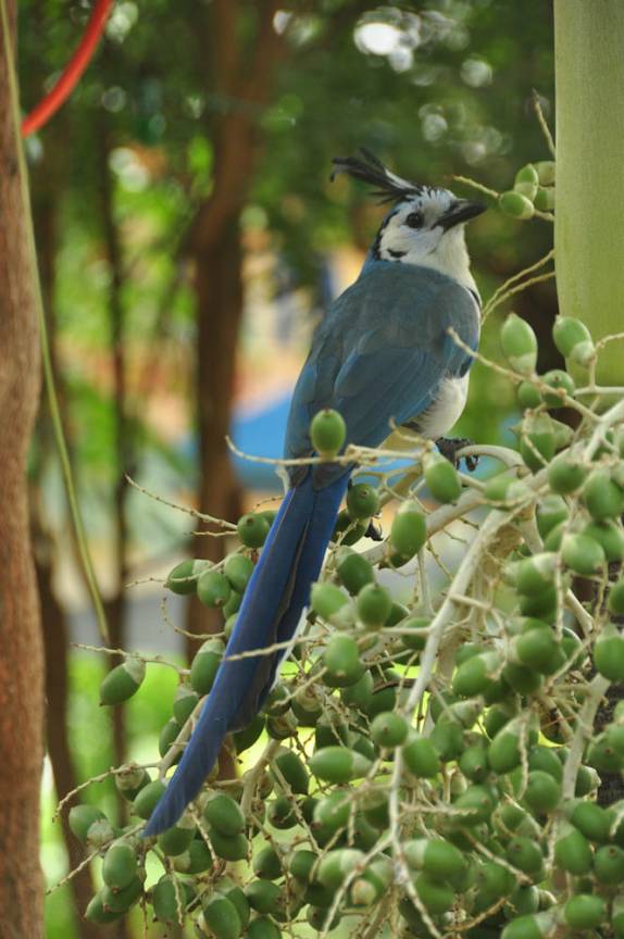 A Urraca, um belo pássaro muito comum na Isla Ometepe, no lago Nicarágua, sul do país